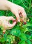 Harvesting wild strawberries