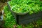 Harvesting winter purslane - bushes of indian lettuce plants in a garden