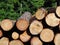 Harvesting of wood in the forest. The sawn logs lie in the woodpile. Heating of premises in the village. Industrial deforestation