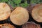 Harvesting of wood in the forest. The sawn logs lie in the woodpile. Heating of premises in the village. Industrial deforestation