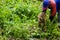 Harvesting yellow potato