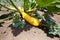 Harvesting yellow zucchini on farm