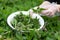 Harvesting young nettles for salad. Alternative medicine, useful wild herbs