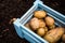 Harvesting Young Seasonal Potatoes, Homegrown Oraganic Vegetables