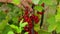 Harvesting. Young woman picking and eats currant berries