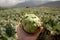 Harvestiog of green artichoke heads on farm fields with rows of artichokes plants. View on agricultural valley Zafarraya with