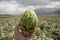 Harvestiog of green artichoke heads on farm fields with rows of artichokes plants. View on agricultural valley Zafarraya with