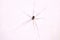 harvestman