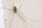 harvestman