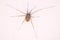 Harvestman