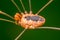 Harvestman arachnid - daddy longlegs spider - closeup portrait of eyes, body, and mouth parts - taken at Theodore Wirth Park in Mi