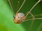 Harvestman Close Up On A Green Background