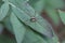 harvestman daddy longlegs sitting on a green leaf