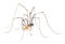 Harvestman isolted on white background