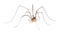 Harvestman isolted on white background