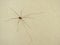 Harvestman Leiobunum rotundum on a light wall background