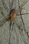 Harvestman Phalangium opilio.