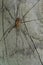 Harvestman Phalangium opilio.