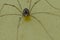 Harvestman (Phalangium opilio) or Daddy Long-Legs