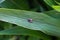 A harvestman walking on a corn leaf in the garden