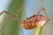 Harvestmen Daddy Longlegs Close Up