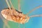 Harvestmen Daddy Longlegs Close Up Grooming Itself