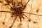 Harvestmen with offspring in brazilian cave