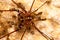 Harvestmen with offspring in brazilian cave