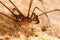 Harvestmen with offspring in brazilian cave