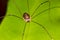 Harvestmen Spider