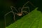 Harvestmen Spider