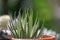 Harworthia or zebra cactus,pearl plant,star window plant in a black flower pot