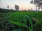 Haryanvi fields farmhouse farming wheat