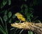 Harz Canary or Song Canary, serinus canaria