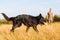 Harzer Fuchs - Australian Shepherd hybrid