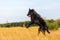 Harzer Fuchs-Australian Shepherd hybrid jumping in the meadow