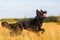 Harzer Fuchs - Australian Shepherd hybrid playing in the meadow