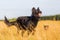 Harzer Fuchs - Australian Shepherd hybrid playing in the meadow