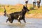 Harzer Fuchs - Australian Shepherd hybrid plays in a lake