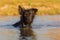 Harzer Fuchs-Australian Shepherd hybrid swims in a lake
