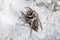 Hasarius adansoni spider posed on a rock waiting for preys