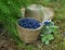 Haskap or honeysuckle berry in the wicker basket on the wooden planks.