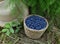 Haskap or honeysuckle berry in the wicker basket on the wooden planks.