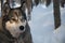 Haski sibiry is the dog sledding in the north pole of lapland finland