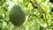 Hass avocado in branch of tree in a plantation, tilt