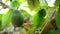 Hass avocado tropical fruit hanging of peduncle at tree