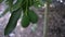 Hass Avocados fruit hanging from the tree