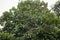 Hass Avocados Hanging On a green branches leaves in a tree at Kiambu County Kenya East Africa