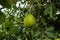 Hass Avocados Hanging On a green branches leaves in a tree at Kiambu County Kenya East Africa