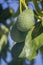 Hass variety green Avocado, a nutrient rich fruit of the tree species Persea americana, home growing in the Algarve Portugal,